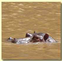 getting checked out by a hippo